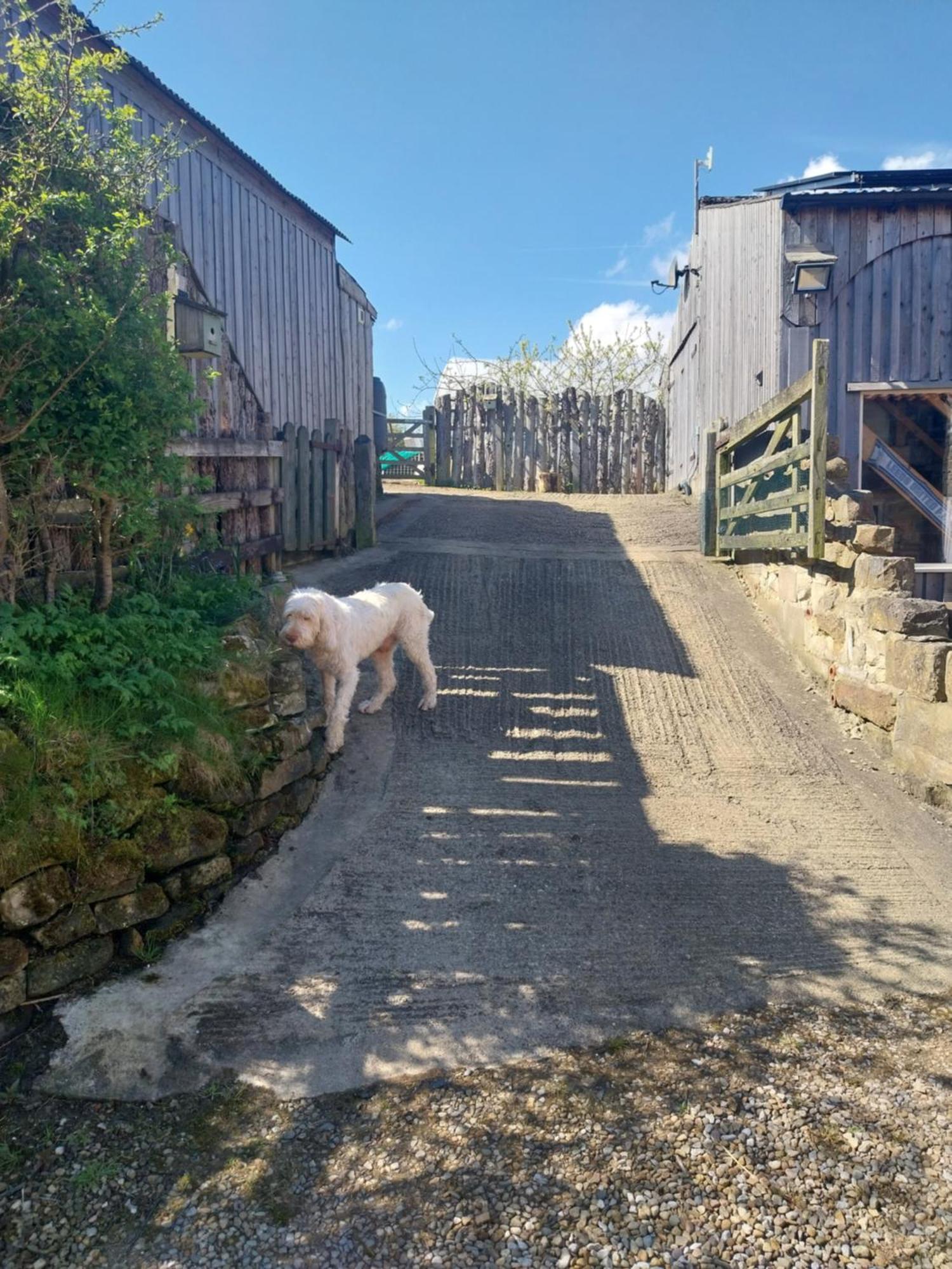 Meadowbeck - Shepherd Huts Fylingdales Zewnętrze zdjęcie